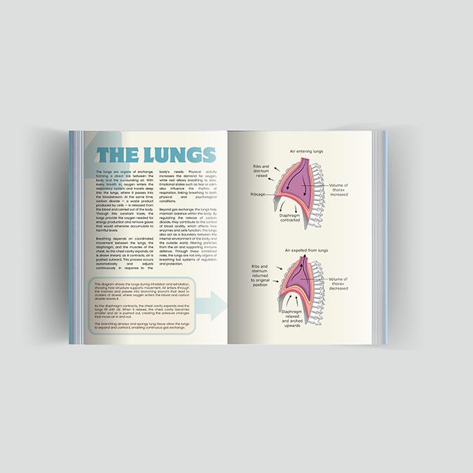 Minimalist science magazine layout detailing the respiratory system. Features step-by-step diagrams of diaphragm movement and lung expansion with clean typography.